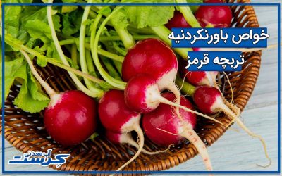 خواص تربچه سبزی خوردن برای بدن